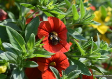 Alle producten die in de spotlight gezet werden waren bij-vriendelijk en dat was te merken op de locatie. Het was er druk bezocht door de gevleugelde bloemliefhebbers.